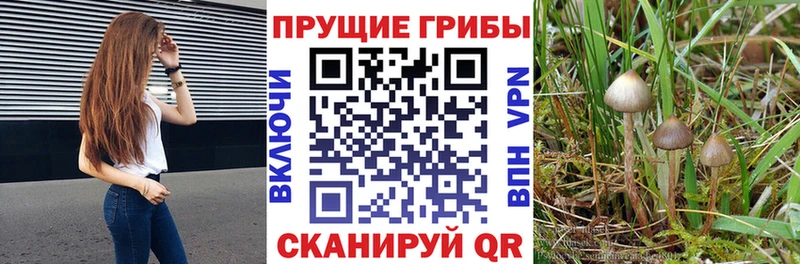 Псилоцибиновые грибы GOLDEN TEACHER  Ахтубинск 